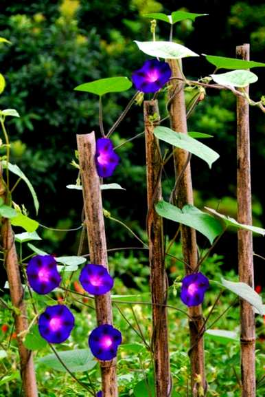 牵牛花数据介绍，牵牛花数据介绍