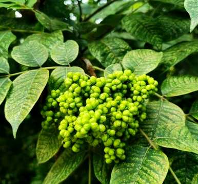 山茱萸是什么植物，山茱萸是什么植物有别称吗？