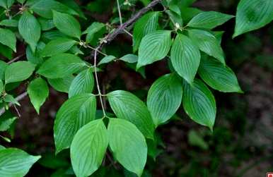 山茱萸是什么植物，山茱萸是什么植物有别称吗？