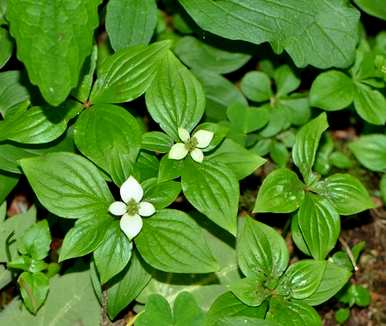 山茱萸是什么植物，山茱萸是什么植物有别称吗？