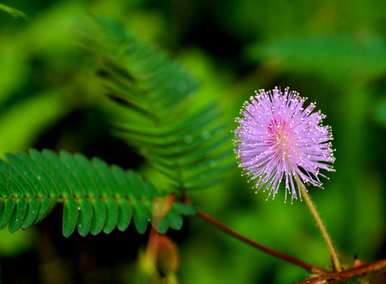 含羞草会开花吗？含羞草会开花吗？