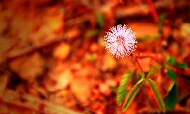 含羞草会开花吗？含羞草会开花吗？