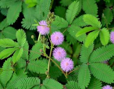 含羞草会开花吗？含羞草会开花吗？