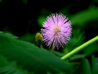 含羞草会开花吗？含羞草会开花吗？