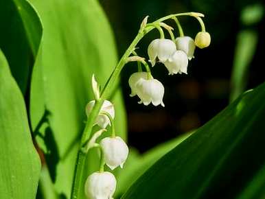 如何种植铃兰花，如何种植进口铃兰花