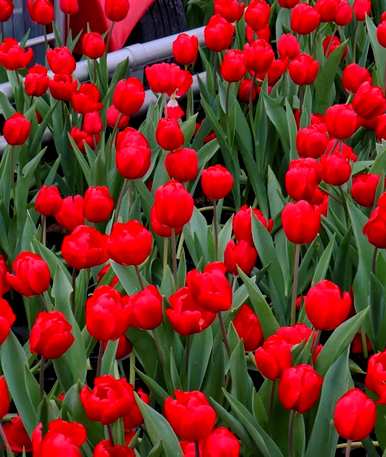 郁金香花语11个，郁金香花语是什么