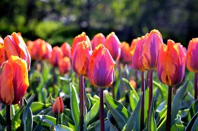 郁金香花语是什么，郁金香花语是什么意思？