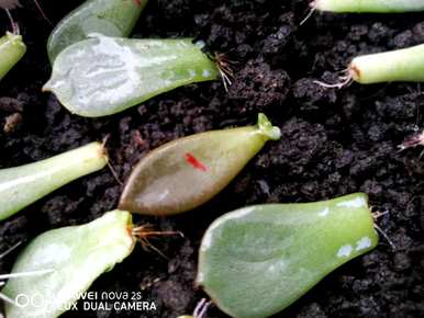 多肉植物如何扦插才能活，多肉植物如何扦插才能活