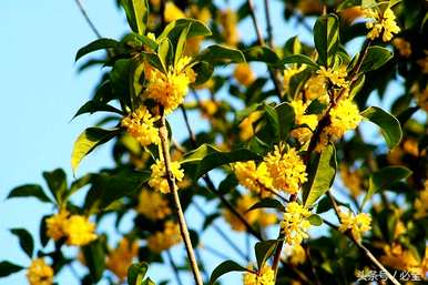 金桂花树种植技术与管理，金桂花树种植教程