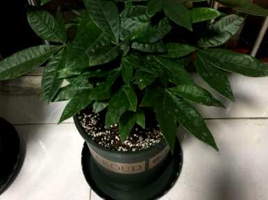 什么盆栽植物适合发财树？发财树的种植方法和维护