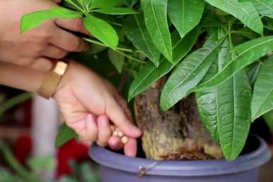 什么盆栽植物适合发财树？发财树的种植方法和维护