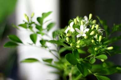 茉莉花晒太阳变软了。茉莉花适合晒太阳吗？