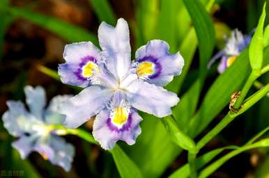 蝴蝶花的花语是什么，蝴蝶的花语和寓意是什么？