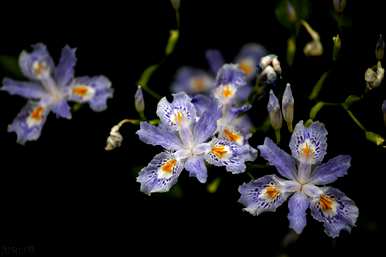 蝴蝶花的花语是什么，蝴蝶的花语和寓意是什么？