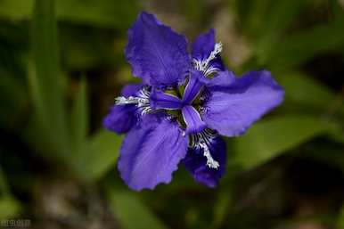 蝴蝶花的花语是什么，蝴蝶的花语和寓意是什么？