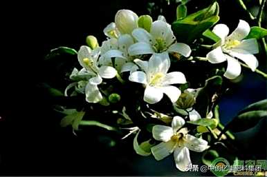 七里香花养殖方法冬季，七里香花养殖方法