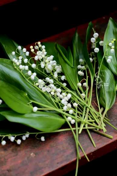 铃兰花的花语和传说是什么，紫色铃兰花的花语和象征