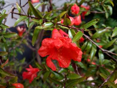 石榴花什么季节开花诗，石榴花什么季节开花？