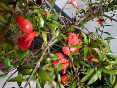 石榴花什么季节开花诗，石榴花什么季节开花？