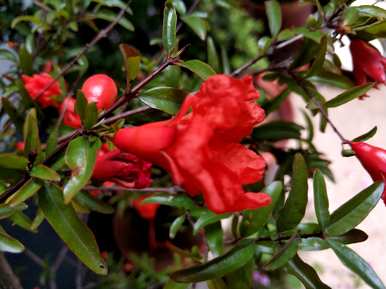 石榴花什么季节开花诗，石榴花什么季节开花？