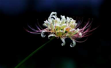 石蒜粉色花是什么意思，石蒜花是什么意思？