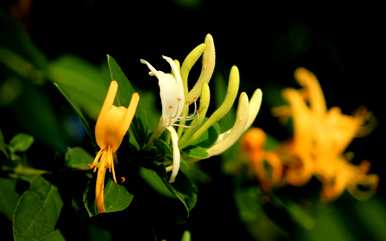 忍冬花怎么养？忍冬花沐浴露