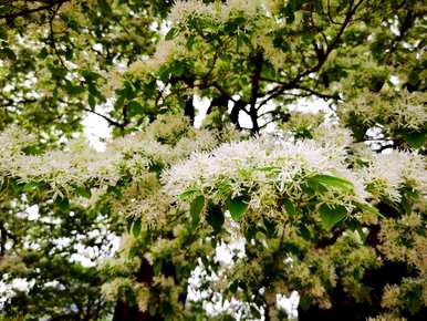 什么是流苏花语？流苏郁金香花语图片