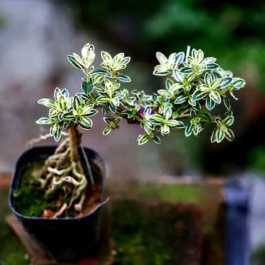 室内花卉盆景有哪些，室内花卉盆景有哪些？