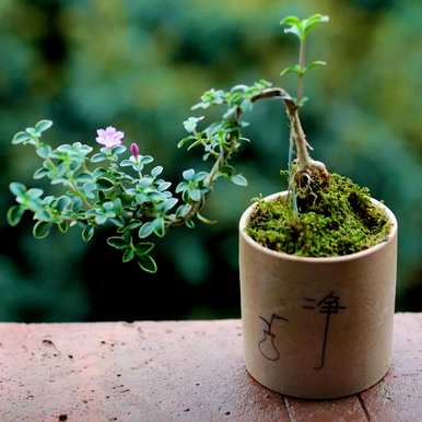 室内花卉盆景有哪些，室内花卉盆景有哪些？