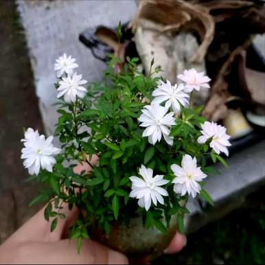 室内花卉盆景有哪些，室内花卉盆景有哪些？