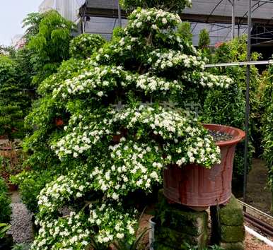 室内花卉盆景有哪些，室内花卉盆景有哪些？