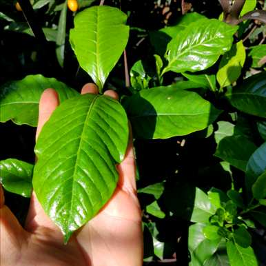 栀子花什么季节开花，栀子花什么季节开花？