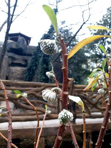 结香花的功效、功能和禁忌、风水和禁忌