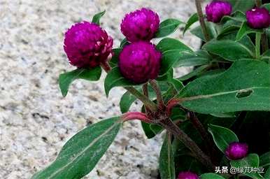 如何种植千日红？浙江千日红种植基地