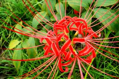 对岸花的花语是什么？你能养家吗？对岸花的花语是什么？