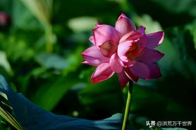 和蒂莲花语是什么意思，和蒂莲花语是什么意思？