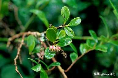 什么是黄杨科植物，什么是黄杨科植物？