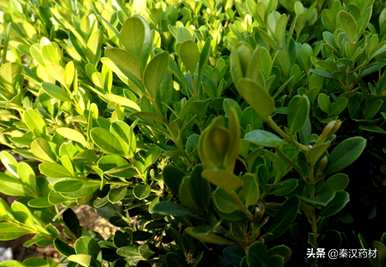 什么是黄杨科植物，什么是黄杨科植物？