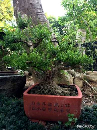 什么是黄杨科植物，什么是黄杨科植物？