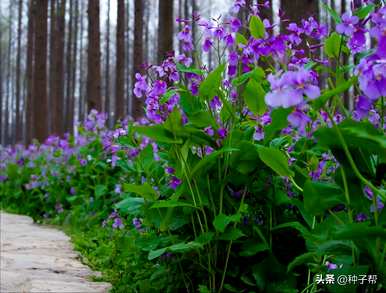 二月兰是野生还是种植，二月兰图片及其种植方法