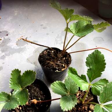 阳台种植草莓注意事项，阳台种植白雪公主草莓