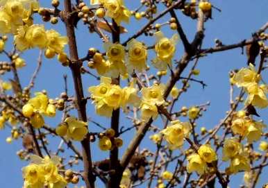 什么花在元月开花，什么花在元月开花？