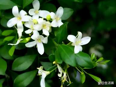 九里香盆栽几年开花，九里香几个月开花结果