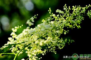 如何维护珍珠梅盆景，日本海棠珍珠梅盆景