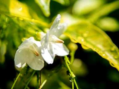 如何种植茉莉花，如何种植茉莉花