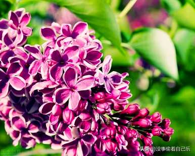 丁香花的寓意是什么，丁香花的寓意是什么？