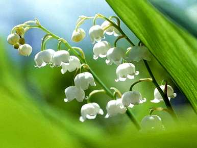 什么是白色风雨兰花语，什么是白色铃兰花语？