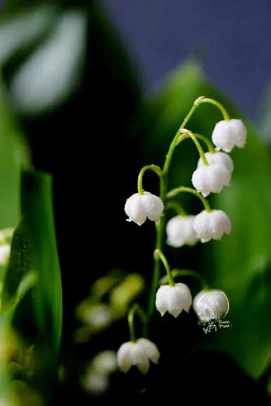 什么是白色风雨兰花语，什么是白色铃兰花语？