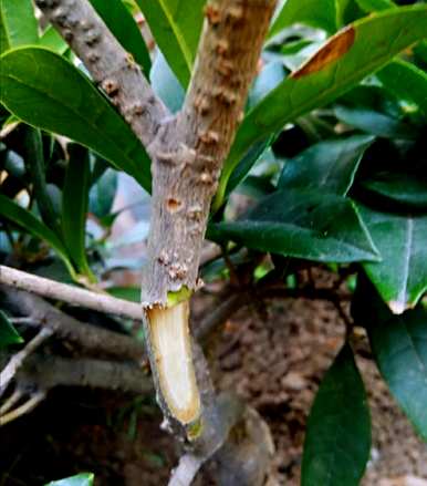 冬青树能嫁接桂花树吗？桂花树如何嫁接成活率高？