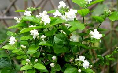 适合种植室内花种子，适合种植室内花有哪些？